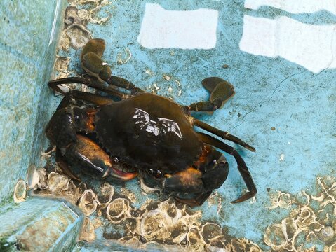 Mud crab (Scylla serrata) in aquaculture holding tank, commercial seafood production and blue economy farming concept.