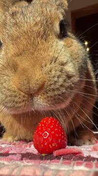Close-up portrait of a cute brown rabbit eating a fresh red strawberry