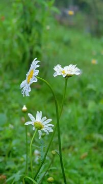 Beautiful White Daisy Flowers with Morning Dew in a Lush Garden