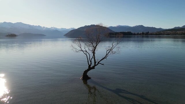 Aerial view of the famous Wanaka tree in New Zealand surrounded by the Southern Alps and beautiful mountain landscapes creating a scenic nature destination for travel tourism