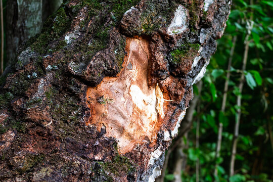 Close-up of a damaged birch tree trunk with torn bark exposing raw wood, caused by heavy logging machinery in a forest environment with blurred green foliage in the background
