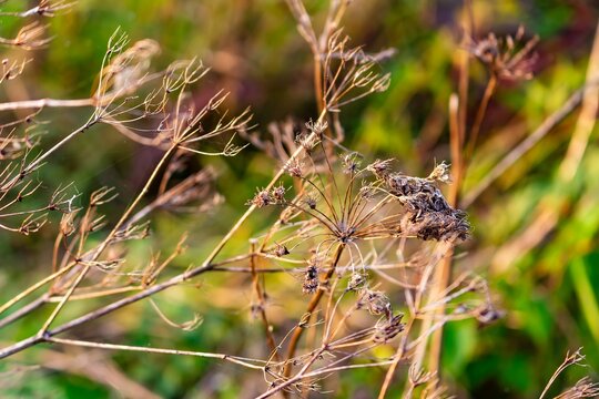 Dried wild umbellifer plant stems with intricate seed heads captured in soft golden autumn sunlight, delicate dry stalks against a blurred natural meadow background in the woods