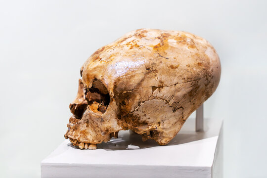 Ancient weathered human skull displayed on white pedestal. Detailed texture with visible cracks, teeth and bone structure. elongated deformed alien skull