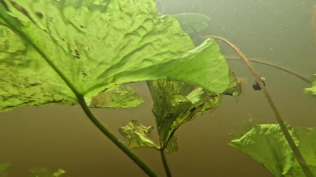 Green lotus leaves slowly sway underwater near the muddy brown surface of the pond, the camera zooms in, the thin stems move, and under the floating leaves there are snails
