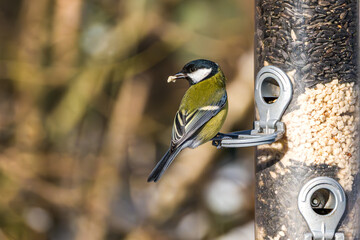 The Great Tit, Parus major from the tit family Paridae. It is easily recognisable by its black and yellow plumage © rudiernst