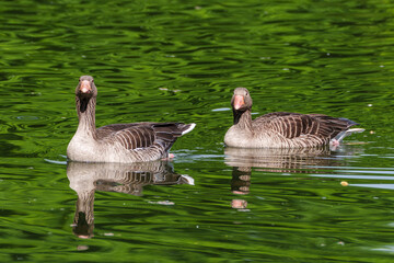 The greylag goose, Anser anser is a species of large goose © rudiernst