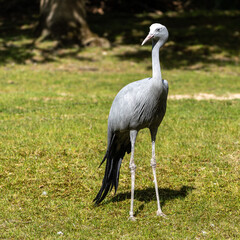Fototapeta premium The Blue Crane, Grus paradisea, is an endangered bird