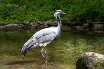 Fototapeta premium The Blue Crane, Grus paradisea, is an endangered bird