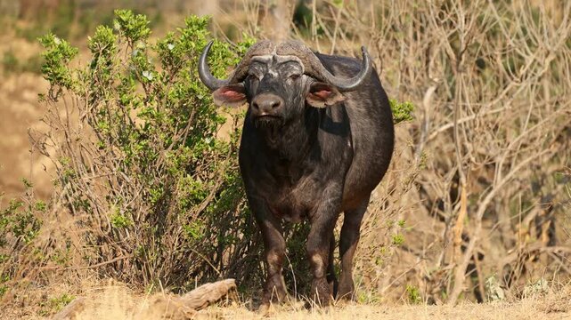 A large African buffalo bull (Syncerus caffer) standing in natural habitat, Kruger National Park, South Africa