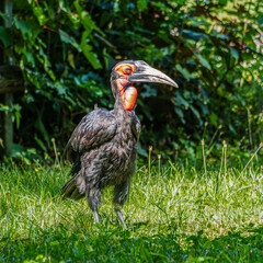 Southern Ground Hornbill, Bucorvus leadbeateri in its Natural Habitat © rudiernst