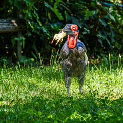 Southern Ground Hornbill, Bucorvus leadbeateri eating a mouse in its Natural Habitat © rudiernst