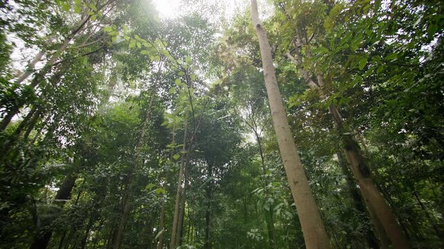 Beautiful Asian tropical rainforest featuring exotic vegetation majestic trees and rich biodiversity surrounded by untouched natural landscapes