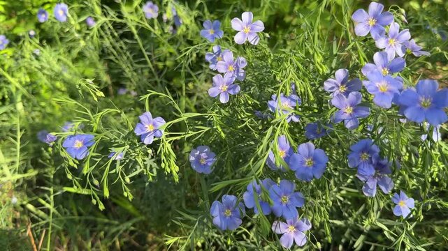 Blue flowers of blue flax lint, video with nature sound. 