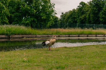 Egyptian goose (Alopochen aegyptiaca), a distinctive waterfowl species of the duck family - 8 September 2026. © IBRESTER