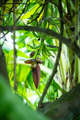 A bunch of fresh green bananas growing naturally on a banana tree surrounded by lush green leaves in a tropical agricultural environment. The image represents tropical fruit farming, organic agricultu © Putt_1983