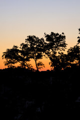 Fototapeta premium sunset of the tree