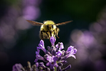 Bumblebee hovering over purple flowers with wings spread against a dark blurred background © WCPW PHOTOGRAPHY