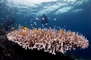 Vibrant Coral Reef Ecosystem with Swarm of Small Tropical Fish © johanjoe