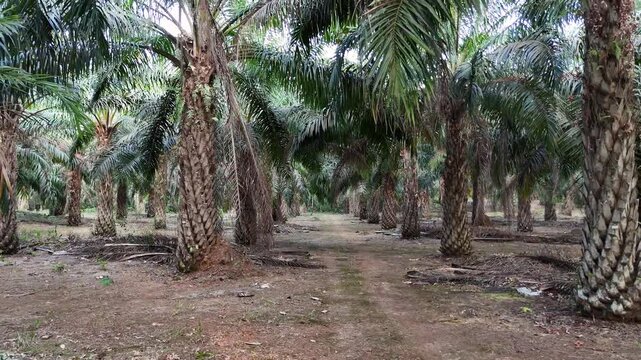 Rows of oil palm trees growing in a tropical plantation in South Kalimantan Indonesia