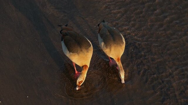 A pair of Egyptian geese (Alopochen aegyptiaca) foraging in shallow water, Kruger National Park, South Africa