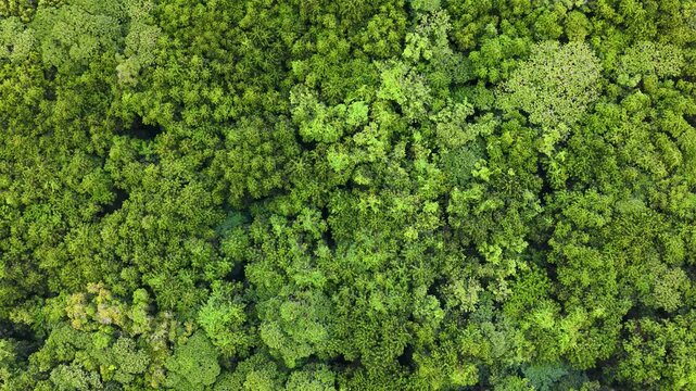 Aerial Top Down View of Dense Tropical Rainforest Canopy in Palau