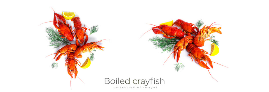 Boiled crayfish with dill and lemon isolated on a white background. High quality photo