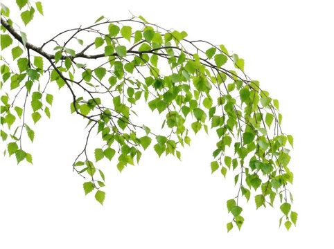 Fresh birch tree branch with vibrant green leaves hanging down isolated on transparent background for nature design and floral projects