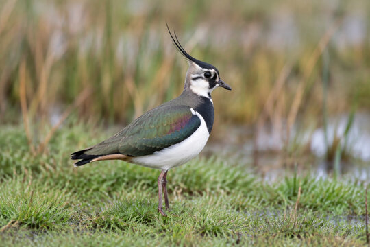 Northern lapwing standing in wet meadow, wildlife and grassland habitat concept