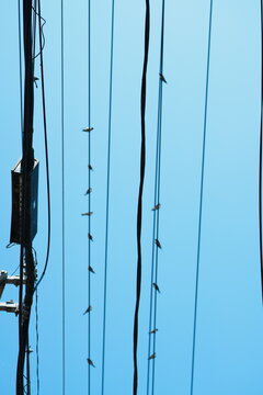 広島県大崎上島の夏の水色の空に走る電線にとまる十数羽のツバメ
