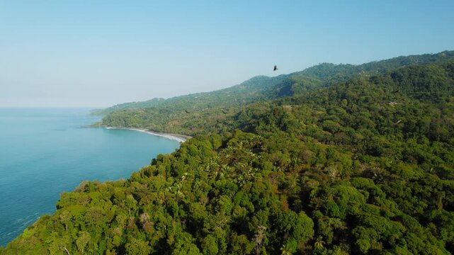 Eagles soar over green tropical mountains with calm blue coastline at sunrise