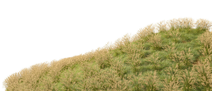  Long feather grass meadow on slope hillside isolate transparent backgrounds 3d illustrations png