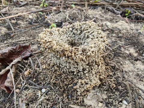 ants on the ground