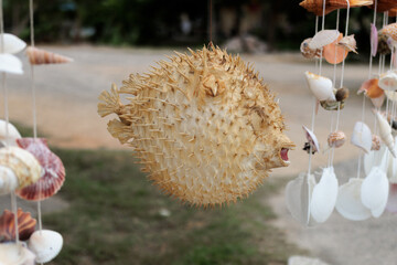 Dried pufferfish decoration displayed with handmade seashell wind chimes and coastal souvenirs at an outdoor market in Thailand. © VikSid