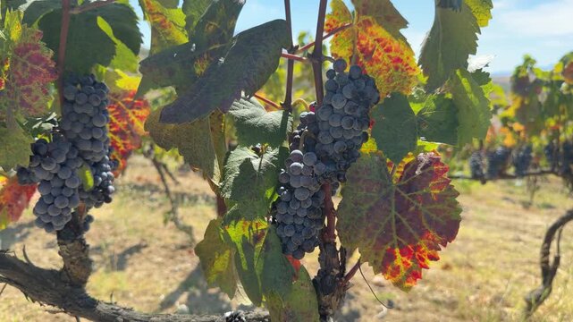 Ripe Dark Grapes Bunches Hanging On Grapevine In Sunny Vineyard. Organic Agriculture. Winery Harvest