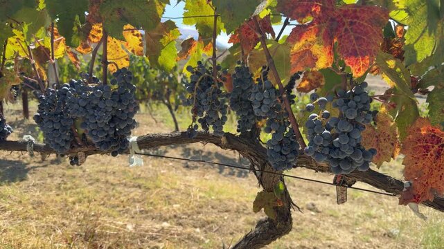Ripe Dark Grapes Bunches Hanging On Vine Branch In Vineyard. Autumn Harvest. Natural Organic Produce