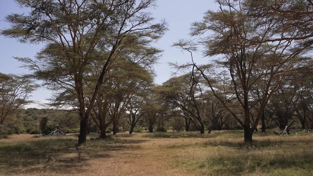 Acacia Trees Forest Landscape Scenery in Kenya, Africa. Beautiful Nature on safari in Solio Game Reserve, an African Safari Park.