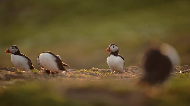 Lots of Puffins in Colony in Golden Light, Large Group of Atlantic Puffin Birds Colony in Beautiful Sunset Golden Hour Warm Sunlight on Skomer Island, UK Birds and Wildlife
