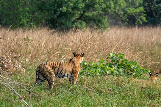 Tiger crouching in the tall grass stalking prey. Close up, selective focus
