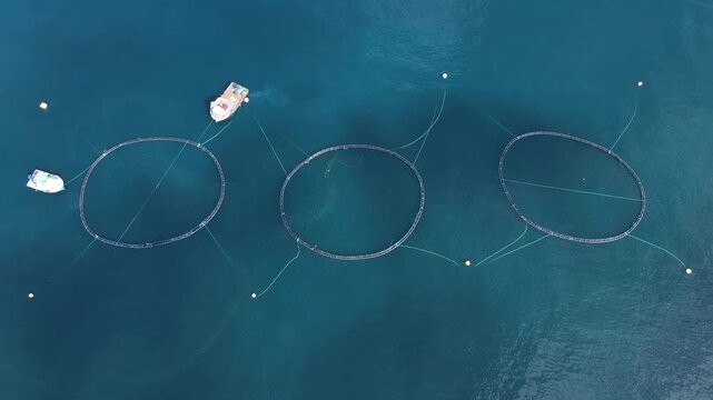 Footage of fish ponds, the main form of aquaculture. Salmon, sea bass, sea bream and trout are the most commonly grown fish in fish ponds used for commercial fishing in the sea, lakes and ponds.