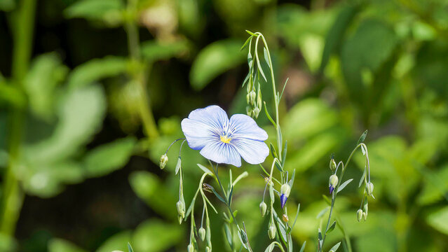 Delicate bright sky blue flowers of common flax or line (Linum usitatissimum) and flower buds atop fine branched stems bearing basal linear green foliage
