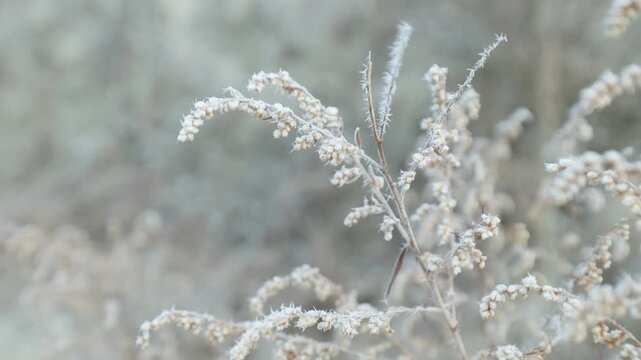 Frost-covered plant stem resembling an Artemisia species, with delicate ice crystals coating the stem and surrounding plant surfaces in cold winter conditions