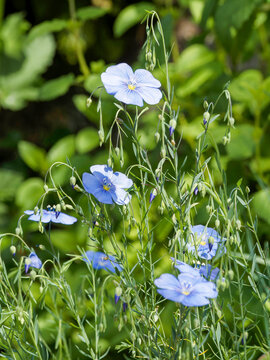Linum usitatissimum - Cultivated flax producing  delicate flowers with bright blue colored petals and flower buds atop slender stems bearing fine, linear and lanceolate green leaves