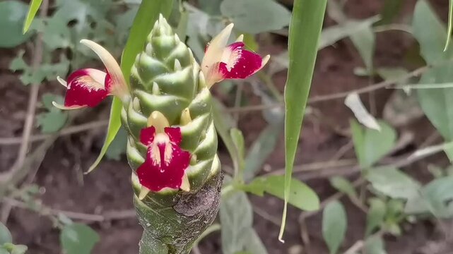 Common Ginger: A pan right camera movement focuses on the detailed red and yellow orchid-like blossoms on a vibrant green Zingiber officinale cone.