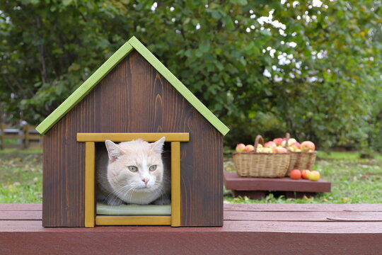 A ginger cat is sitting in a pet house that&rsquo;s standing on a wooden path in an autumn orchard, with wicker baskets on the pedestal filled with ripe apples in the background. 