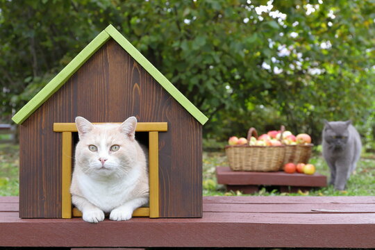 A red cat is sitting in a pet house that&rsquo;s standing on a wooden path in an autumn orchard, with wicker baskets on the pedestal filled with ripe apples in the background and next to them is another cat