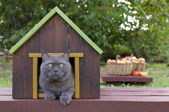 A grey cat is sitting in a pet house that&rsquo;s standing on a wooden path in an autumn orchard, with wicker baskets on the pedestal filled with ripe apples in the background.