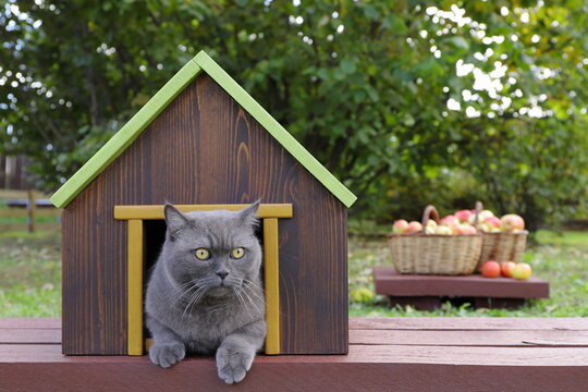 A grey cat is sitting in a pet house that&rsquo;s standing on a wooden path in an autumn orchard, with wicker baskets on the pedestal filled with ripe apples in the background.