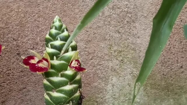 Common Ginger: A pan right camera movement reveals a green flower spike of Zingiber officinale next to tropical leaves against a rustic earthy background.