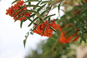 Bright Orange Rowan Berries and Green Leaves on a Branch © Andrey