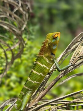 Green garden lizard in Sri Lanka